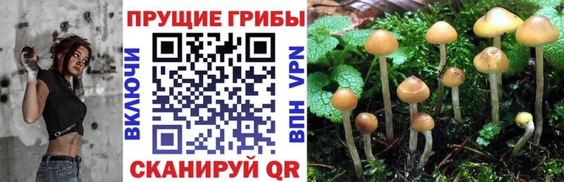 как найти   Шиханы  Псилоцибиновые грибы мухоморы 